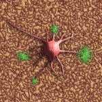 nerve cells, neurons, nervous system