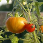 Organic Gardening